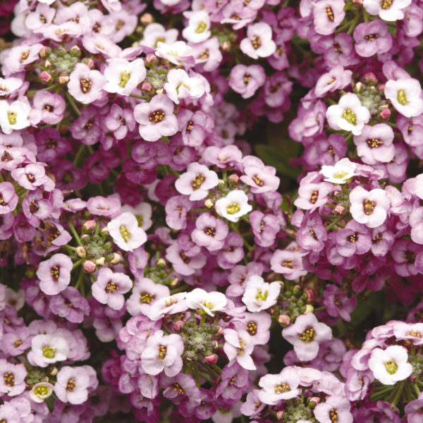 Alyssum Clear Crystal® Lavender Shade