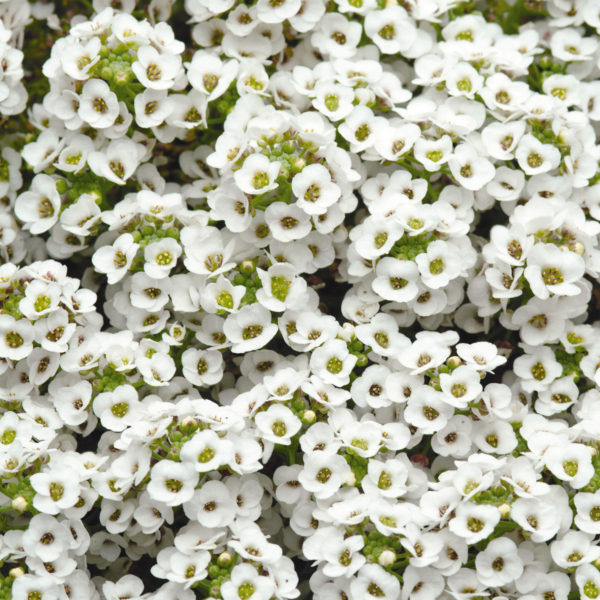 Alyssum Clear Crystal White