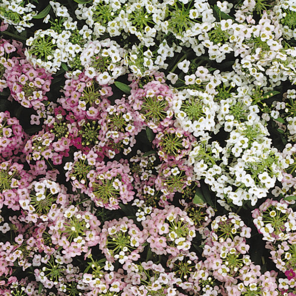 Alyssum Easter Bonnet Mix