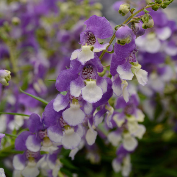 Angelonia AngelMist® Spreading Bluebird
