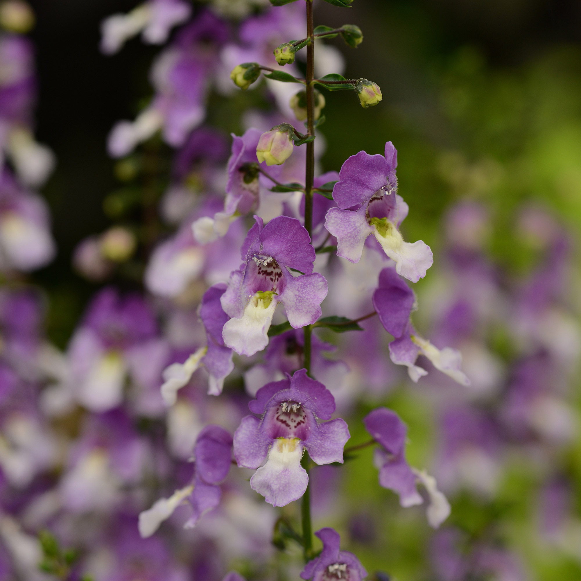 Angelonia Archangel™ Blue Bicolor