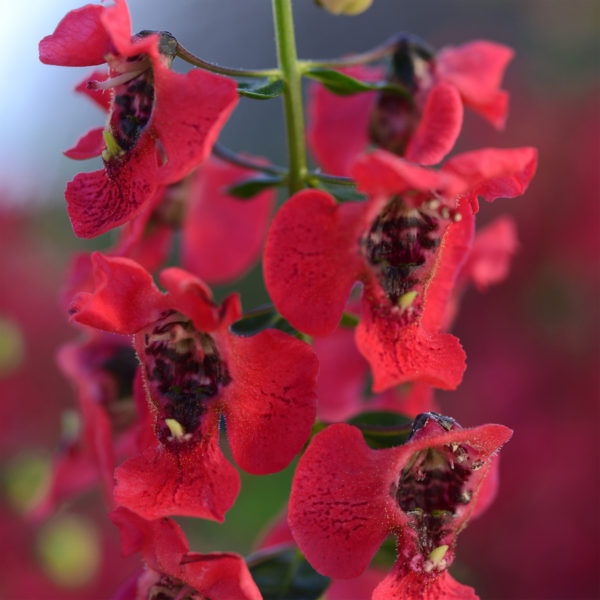 Angelonia Archangel Cherry Rd