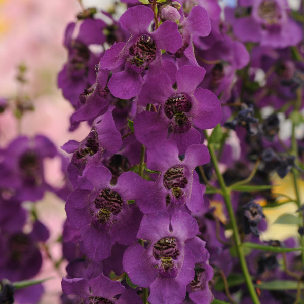 Angelonia Archangel Purple Dark