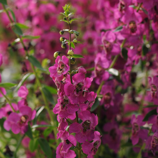 Angelonia Archangel Raspberry