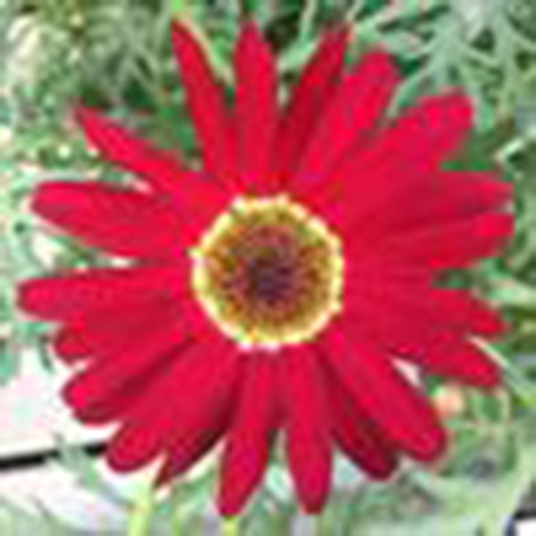 Argyranthemum Grandaisy Red Improved