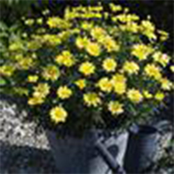 Argyranthemum Beauty Yellow