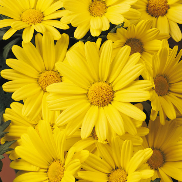 Argyranthemum Butterfly