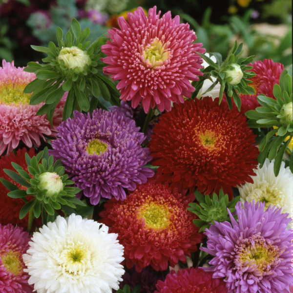 Aster Pixie Princess Mix