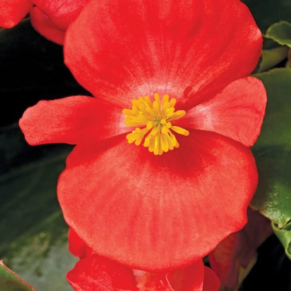 Begonia Bada Bing Scarlet