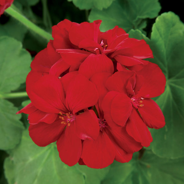 GerIS Calliope Lg Burgundy