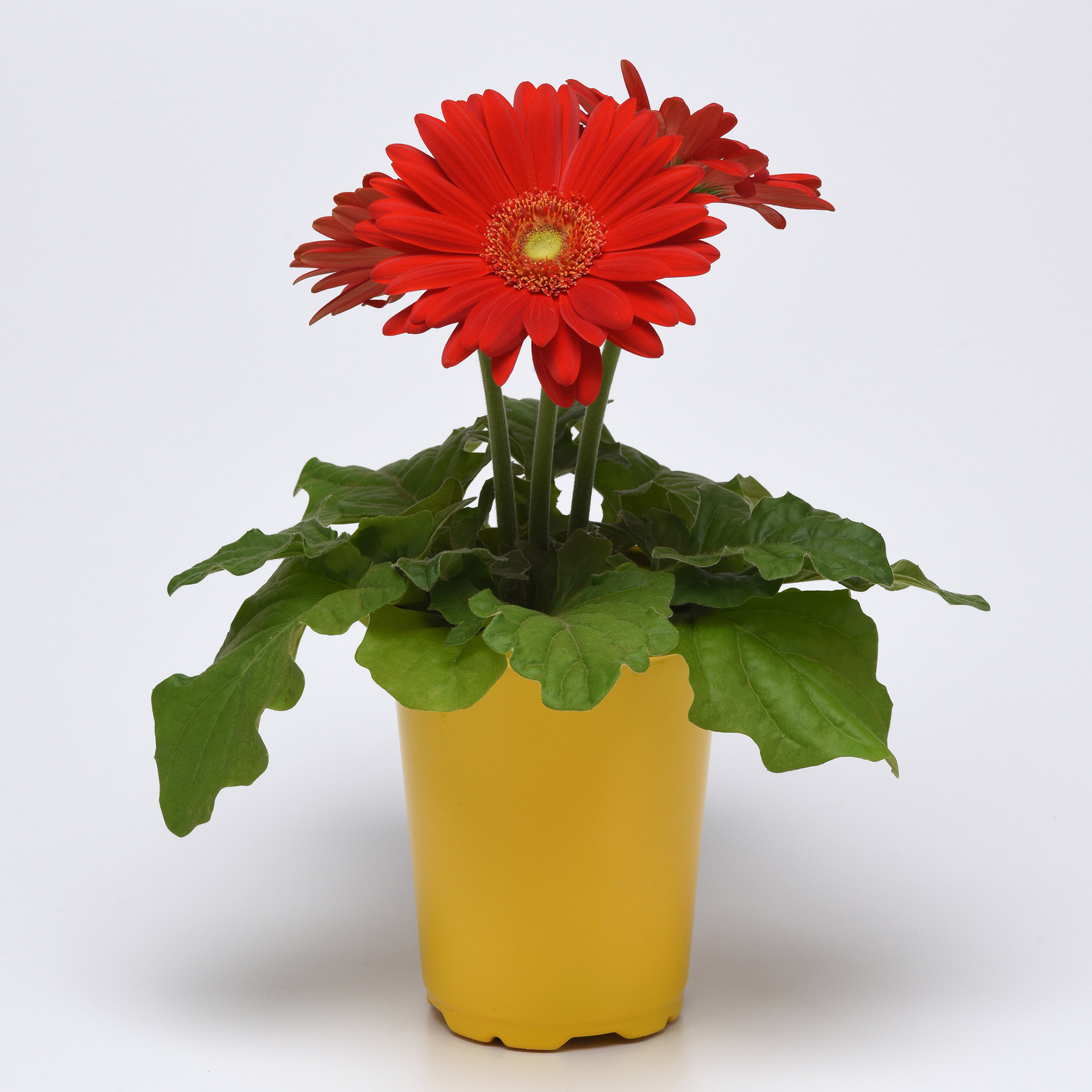 Gerb Revl Red Lt Eye