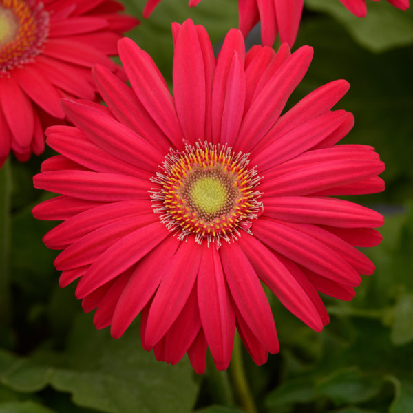 Gerb Revl Rose Brt Lt Eye