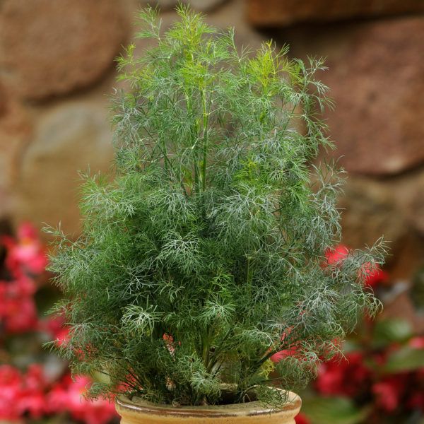 HE Dill Fernleaf
