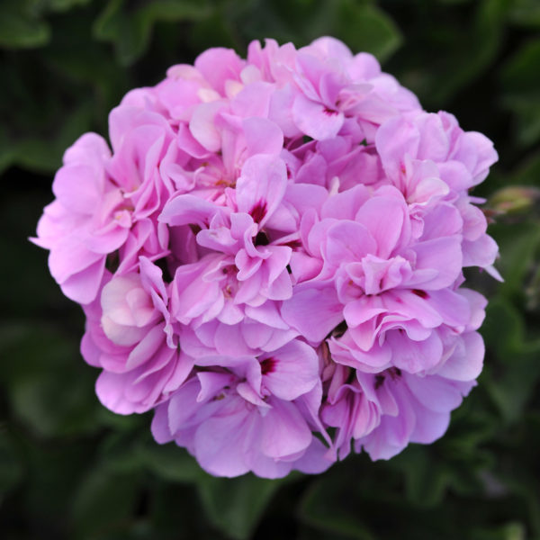 GerIV Precision Lavender Bl