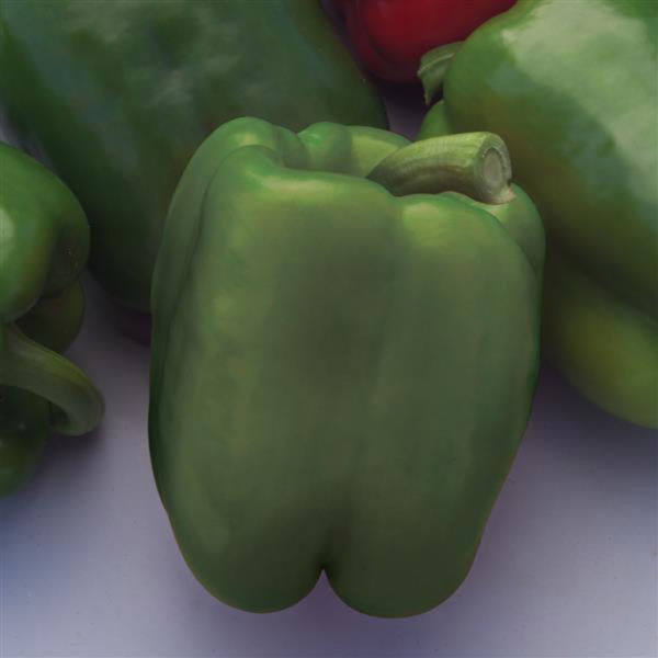 VF Pepper Better Belle IV