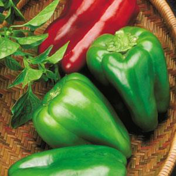 VF Pepper Big Bertha