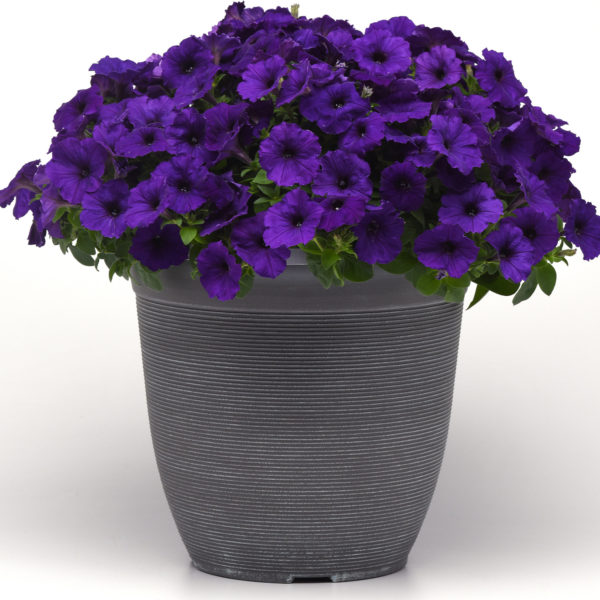Petunia Easy Wave Blue