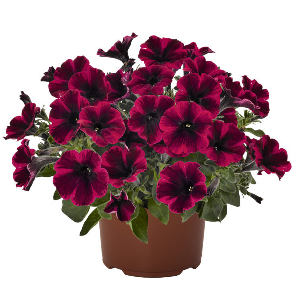 PetVEG Sweetunia Suzie Storm