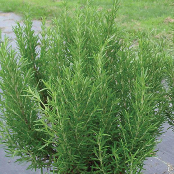 HE Rosemary off Barbecue