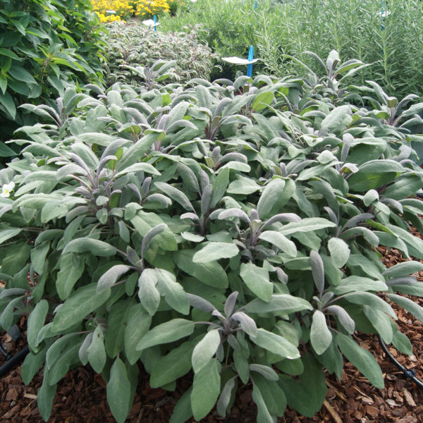 HE Salvia-Sage