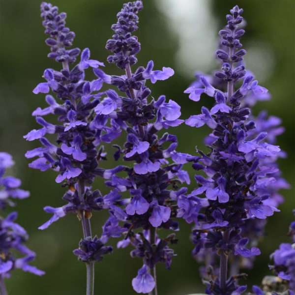Salvia Mysty