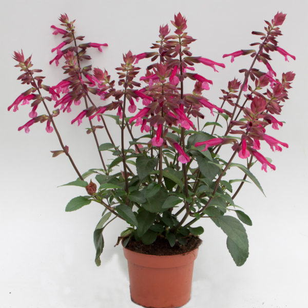 Salvia Skyscrapr Purple Dark