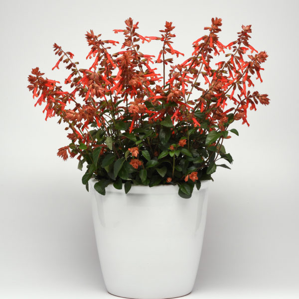 Salvia Skyscrapr Orange
