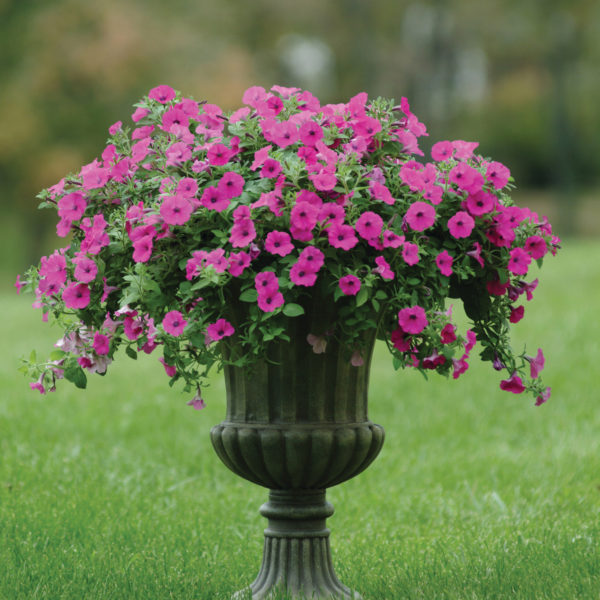 Petunia Wave Purple