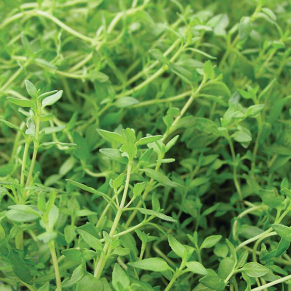 HE Thyme French