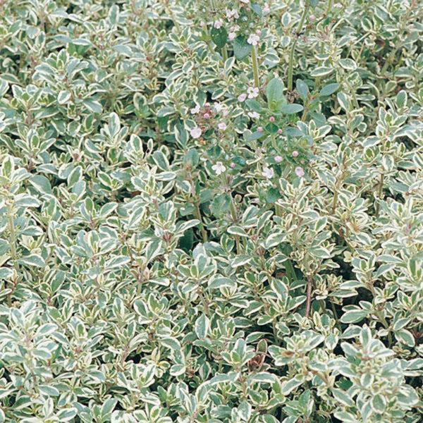 HE Thyme vul Silver Edge