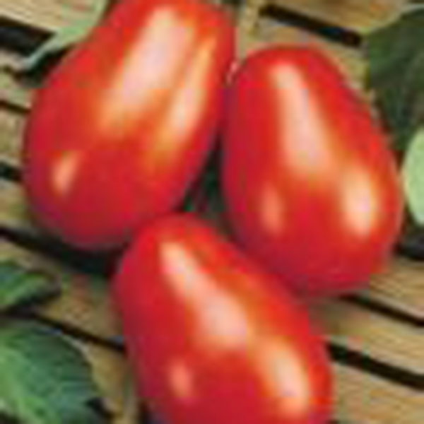 VF Tomato La Roma III Red