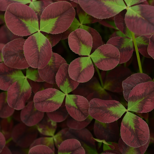 Trifolium Limerick Isabella