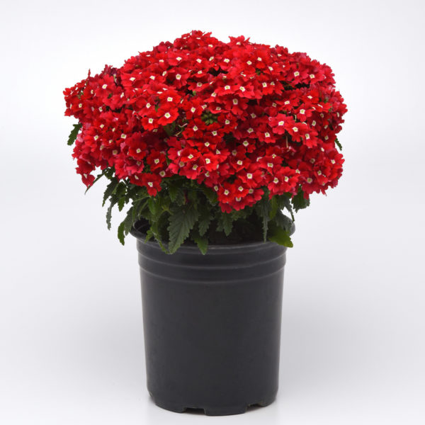 VerbeVEG CadetUprt Red Ipd