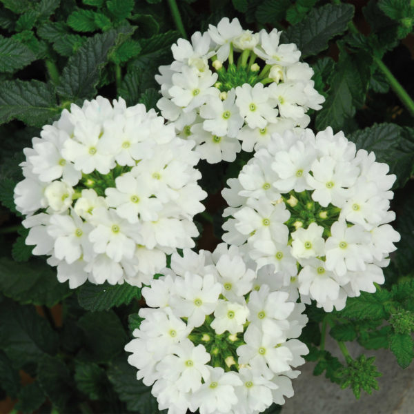 VerbeVEG Lascar White