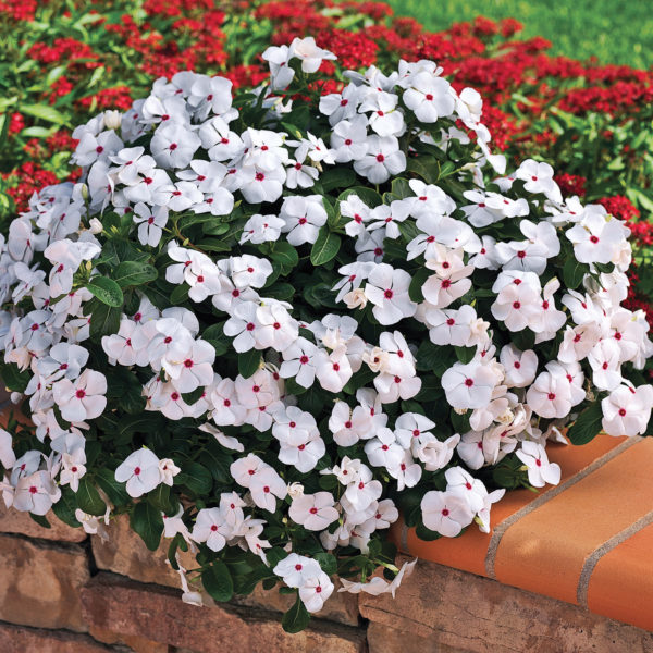 Vinca Cora Cascade White