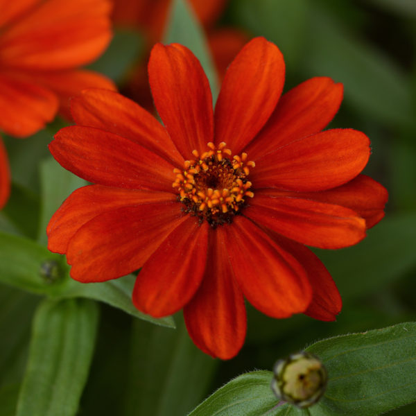Zinnia Zahara Red
