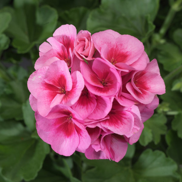 GerZN Americana Rose Mega Spl