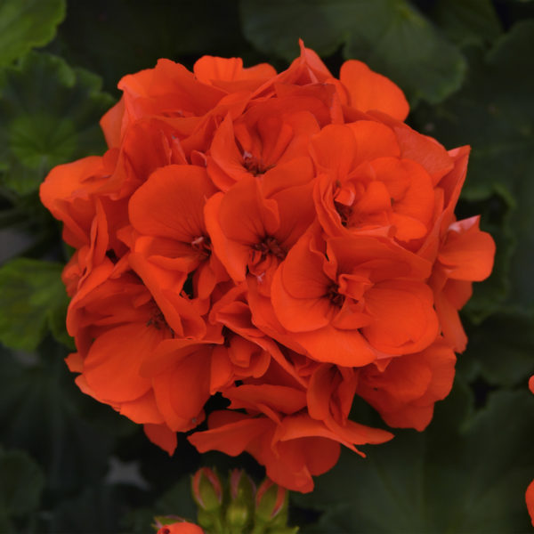 GerZN Dynamo Orange