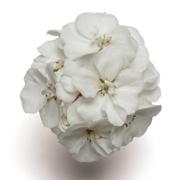 GerZN Fantasia White