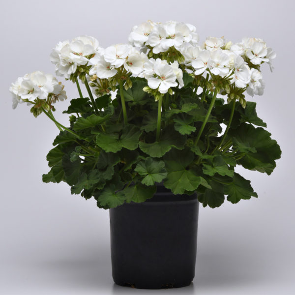 GerZN Galaxy White