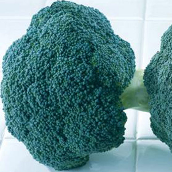 VF Broccoli Destiny