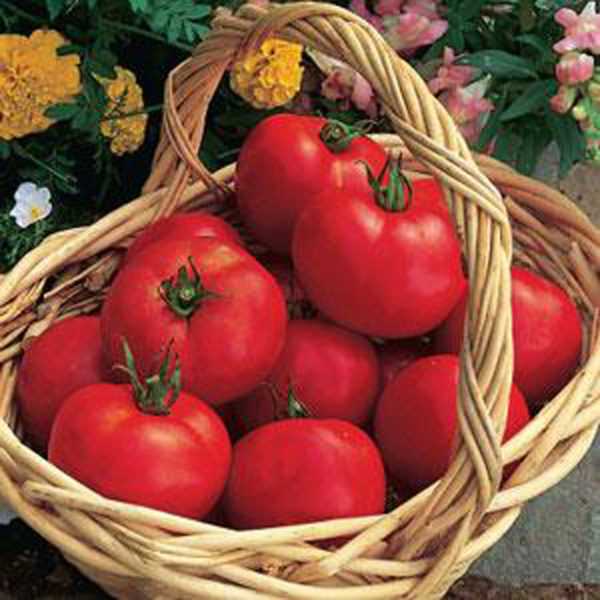 VF Tomato Early Girl