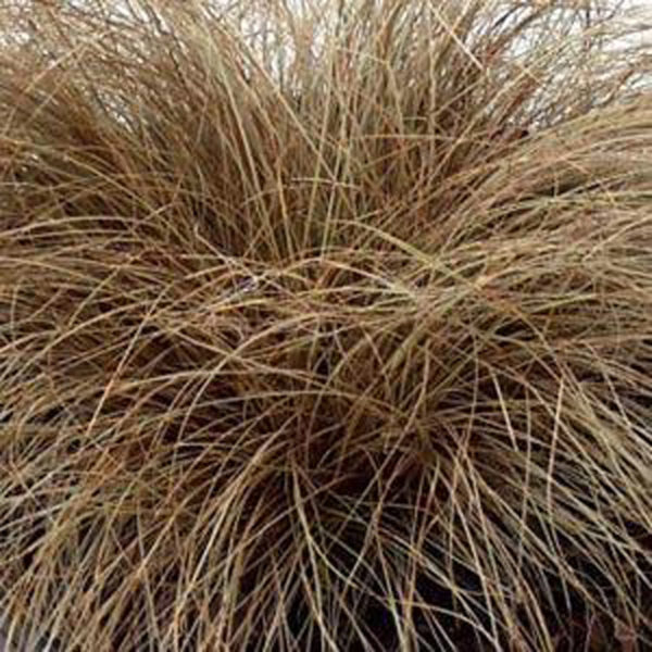 GR Carex Flag Toffee Twist