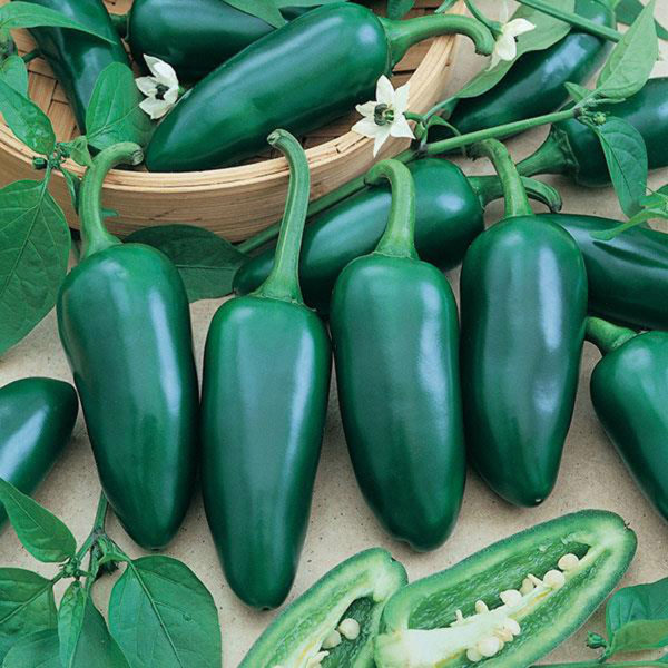 VF Pepper Jalapeno M
