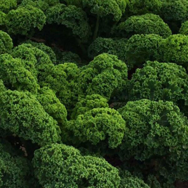 VF Kale Prizm