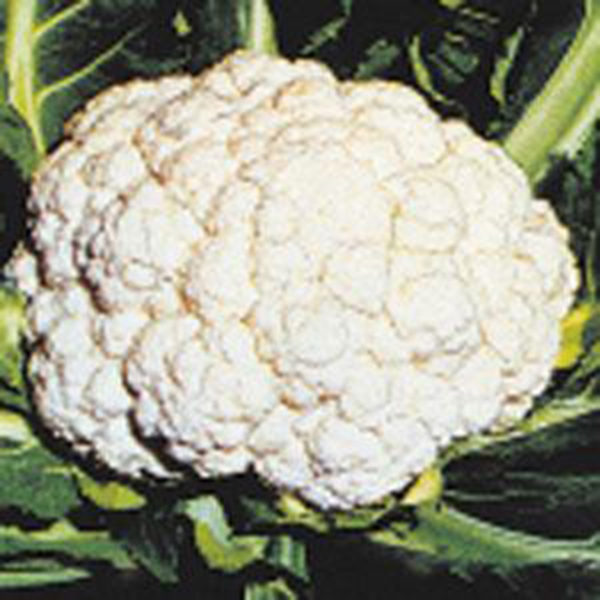 VF Cauliflower Snow Crown