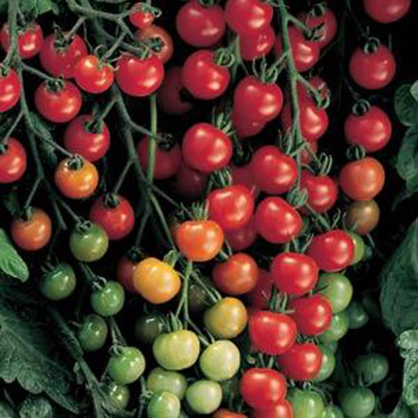 VF Tomato Supersweet 100