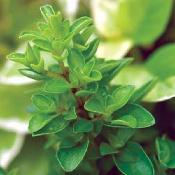 HE Marjoram Sweet