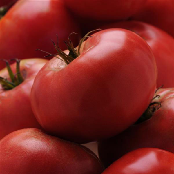 VF Tomato Brandywine Red