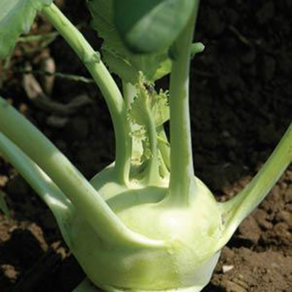 VF Kohlrabi Winner